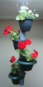 Overwinterende Geraniums